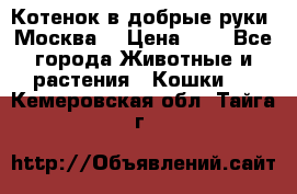 Котенок в добрые руки. Москва. › Цена ­ 5 - Все города Животные и растения » Кошки   . Кемеровская обл.,Тайга г.